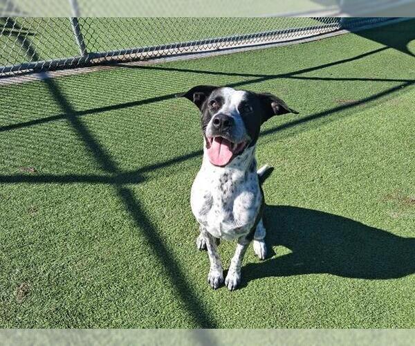 Medium Photo #2 Mutt Puppy For Sale in Grand Prairie, TX, USA