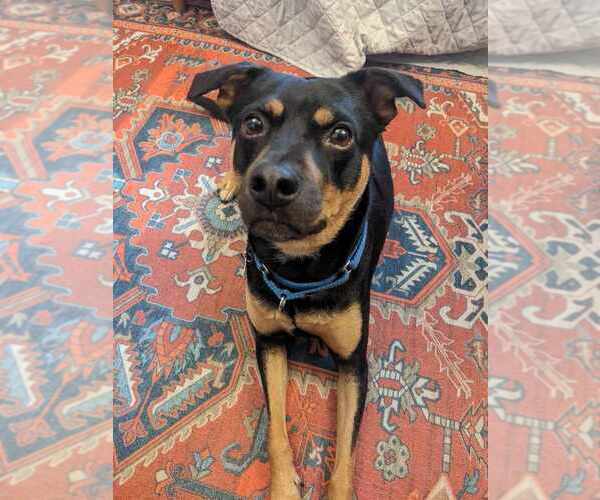 Medium Photo #7 Labrador Retriever-Unknown Mix Puppy For Sale in Boston, MA, USA