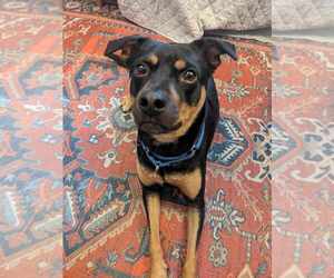 Ace of Hearts - Male Labrador Retriever-Unknown Mix Dog for Adoption - Photo #7