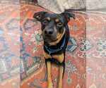 Small #6 Labrador Retriever Mix