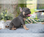 Small Photo #37 French Bulldog Puppy For Sale in BALTIC, OH, USA