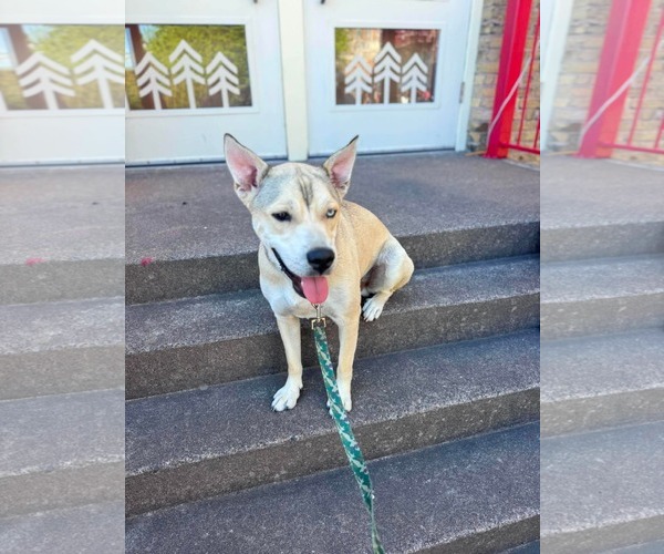 Medium Photo #1 American Pit Bull Terrier-Unknown Mix Puppy For Sale in Duluth, MN, USA