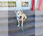 Small American Pit Bull Terrier Mix