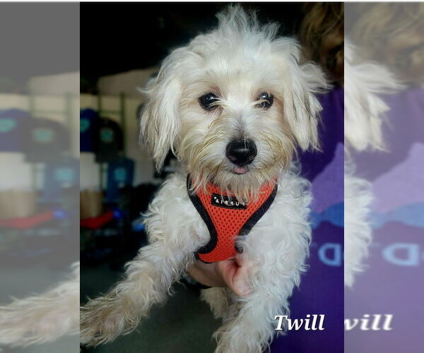 Medium Photo #6 Malchi Puppy For Sale in St. Louis Park, MN, USA