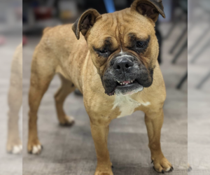 Boxer Dogs for adoption in Maple Grove, MN, USA