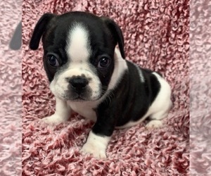 French Bulldog Puppy for sale in JOHNS ISLAND, SC, USA