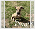 Small #10 Black Mouth Cur-Labrador Retriever Mix