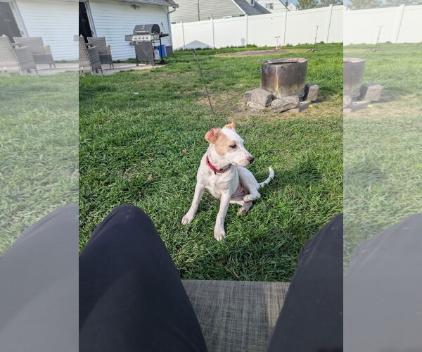 Medium Photo #10 Labrador Retriever-Unknown Mix Puppy For Sale in Doylestown, PA, USA