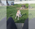 Small #9 Labrador Retriever Mix