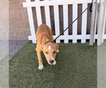 Small German Shepherd Dog Mix