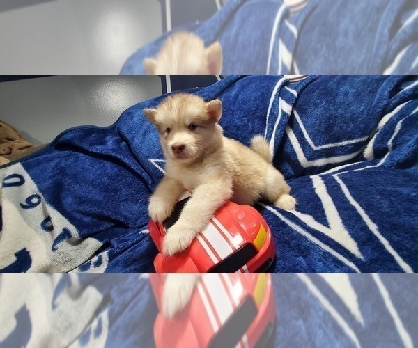 Medium Photo #34 Alaskan Malamute Puppy For Sale in ERIAL, NJ, USA