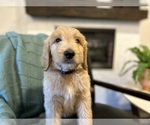 Small Photo #4 Goldendoodle Puppy For Sale in BRANDON, FL, USA