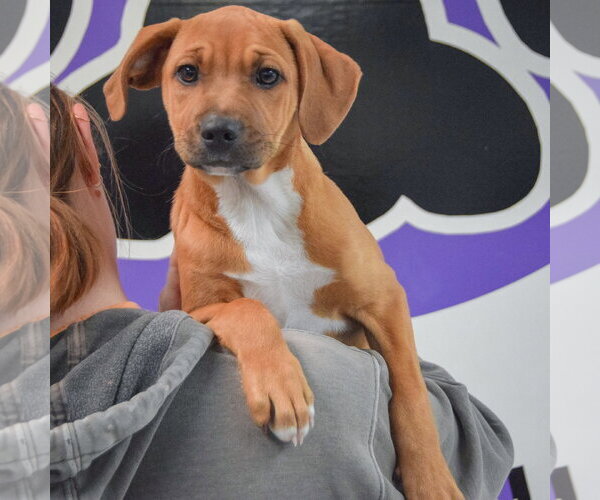 Medium Photo #5 American Staffordshire Terrier-Vizsla Mix Puppy For Sale in Huntley, IL, USA