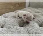 Small #1 Bichpoo