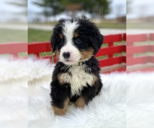 Bernese Mountain Dog Puppy for sale in KILLBUCK, OH, USA