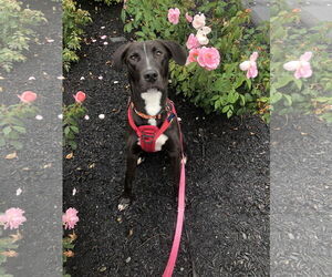 Labrador Retriever-Unknown Mix Dogs for adoption in Sterling, MA, USA