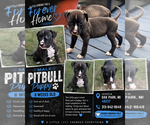 Small American Pit Bull Terrier
