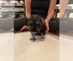 Puppy Female 1 Schnauzer (Miniature)