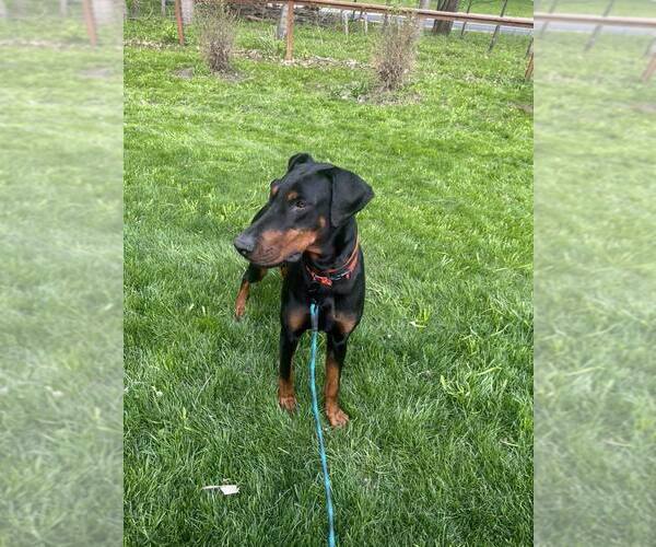 Medium Photo #5 Doberman Pinscher Puppy For Sale in Buffalo, MN, USA
