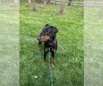 Small #4 Doberman Pinscher