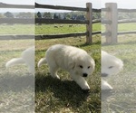 Small Photo #4 Great Pyrenees Puppy For Sale in CANOGA, NY, USA