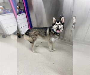 Labsky Dogs for adoption in Fairbanks, AK, USA