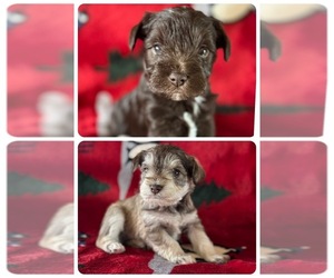 Schnauzer (Miniature) Puppy for sale in PELZER, SC, USA