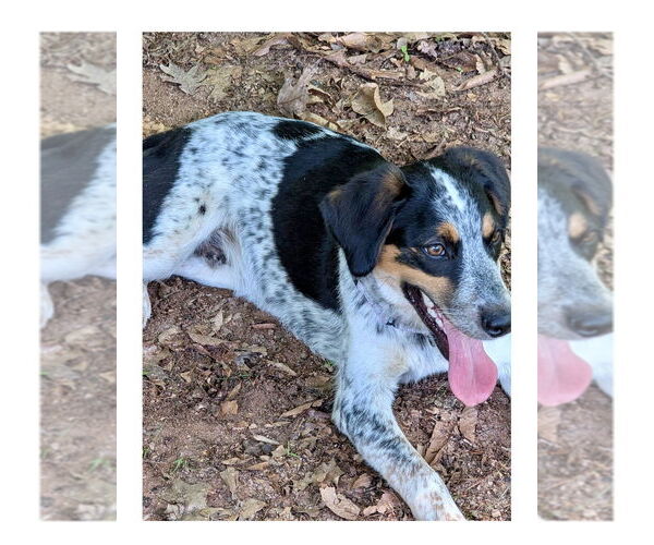 Medium Photo #3 Bluetick Coonhound Puppy For Sale in Mooresville, NC, USA