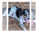 Small #2 Bluetick Coonhound