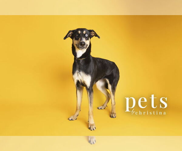 Medium Photo #20 Doberman Pinscher-Unknown Mix Puppy For Sale in Foristell, MO, USA