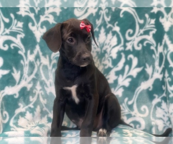 Medium Photo #5 American Staffordshire Terrier Puppy For Sale in LAKELAND, FL, USA