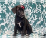 Small Photo #5 American Staffordshire Terrier Puppy For Sale in LAKELAND, FL, USA