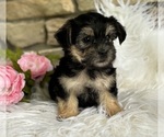 Small #1 Morkie
