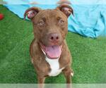 MOCHA - Female American Staffordshire Terrier-Labrador Retriever Mix Dog for Adoption - Small photo