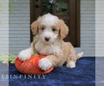 Moose - Male Bernedoodle (Miniature) Puppy for Sale - Photo #3