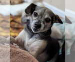 Small Chihuahua Mix