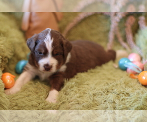 Miniature Australian Shepherd Puppy for sale in GRETNA, VA, USA