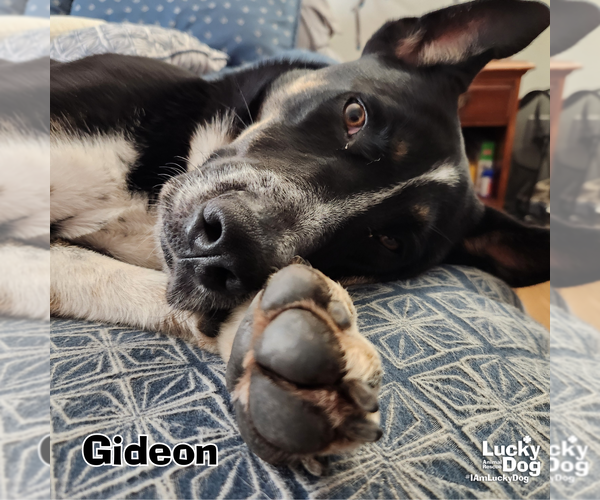 Medium Photo #20 Mutt Puppy For Sale in Washington, DC, USA