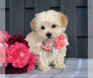 Maltipoo Puppy for sale in COSHOCTON, OH, USA