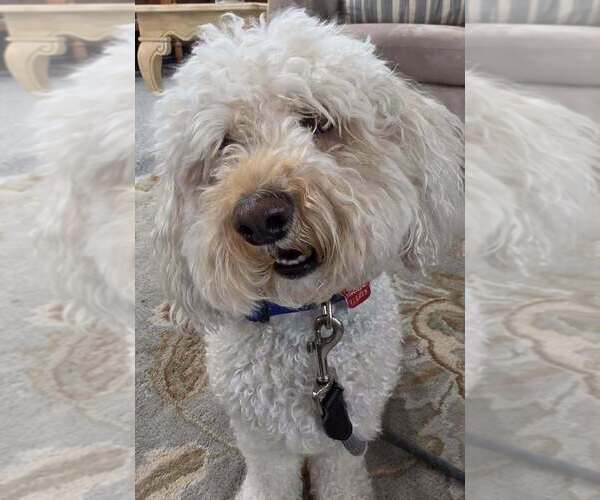 Medium Photo #2 Goldendoodle (Miniature) Puppy For Sale in St. Augustine, FL, USA