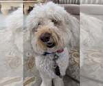 Small #1 Goldendoodle (Miniature)