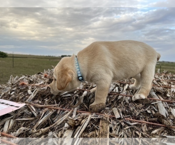 Medium Photo #2 Labrador Retriever Puppy For Sale in GILL, CO, USA