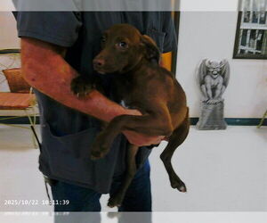 Unknown-Vizsla Mix Dogs for adoption in Oroville, CA, USA