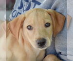 Small #5 Mutt