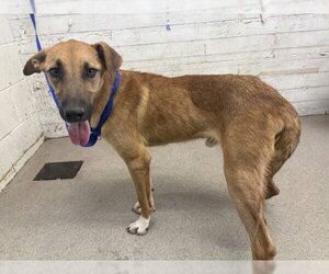 German Shepherd Dog-Unknown Mix Dogs for adoption in San Bernardino, CA, USA