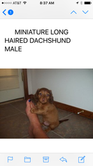 Dachshund Puppy for sale in COUNCIL HILL, OK, USA