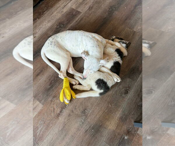 Medium Photo #2 Mutt Puppy For Sale in Canton, CT, USA