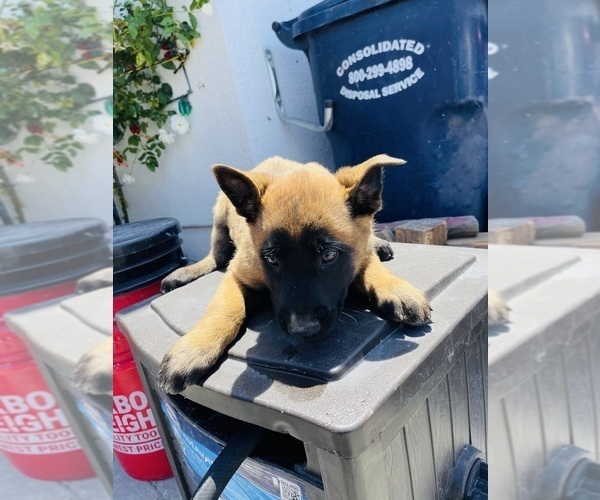 Medium Photo #10 Belgian Malinois Puppy For Sale in GARDENA, CA, USA