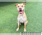 Small #1 American Pit Bull Terrier