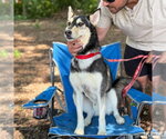 Small #7 Siberian Husky Mix